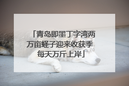 青岛即墨丁字湾两万亩蛏子迎来收获季 每天万斤上岸