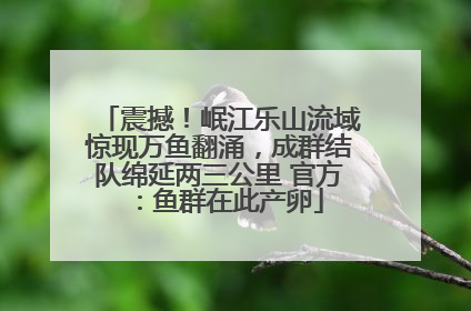 震撼！岷江乐山流域惊现万鱼翻涌，成群结队绵延两三公里 官方：鱼群在此产卵