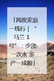 风吹麦浪一线行｜“马兰 1 号”：少浇一次水 多产一成粮