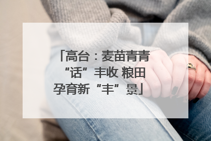高台：麦苗青青“话”丰收 粮田孕育新“丰”景
